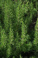 Rosemary growing in a garden