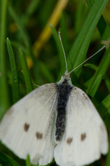 Female small white Pieris rapae. Tafira. Las Palmas de Gran Canaria. Gran Canaria. Canary Islands. Spain.