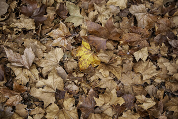 Autumn leaves ground