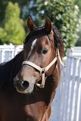 Naklejka premium Headshot of a beautiful stallion. Adult morgan horse standing in summer corral near feeding station and other horses
