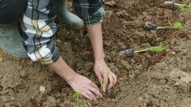 Video mani che lavorano la terra piantano e raccolgono in 4K