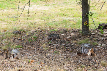 Stumps in a coniferous forest from felled pines.