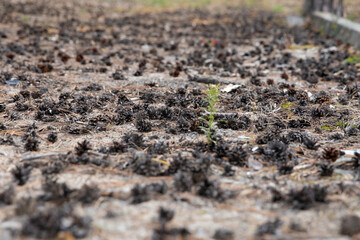Pine cones fell to the floor of pine cones. Nature forest Merry Christmas background. Selective focus