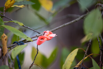 Pink ribbon tied on a tree branch. Traditions.