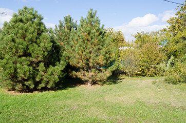 Fototapeta na wymiar pine tree in the field