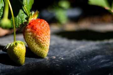 a little strawberry on the branch in focus