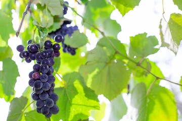 a bunch of berries of sweet delicious black grapes hanging on a green branch, vitamins and antioxidants