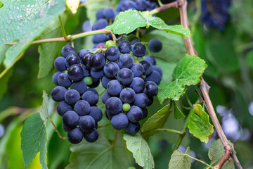 beautiful bunches of black purple grapes hang on the vine in summer in the garden.