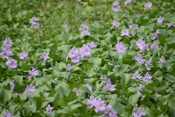 water hyacinth group picture
