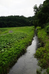 田園風景　水路　田舎　夏　白馬　長野