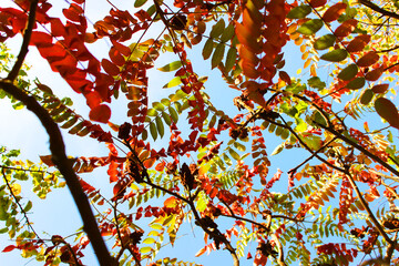 autumn leaves on sky