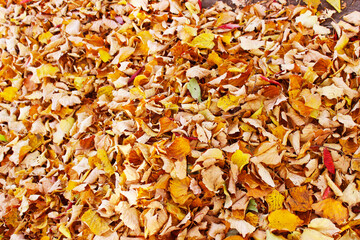 autumn leaves background