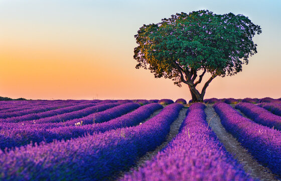 Paisaje de un &aacute;rbol al atardecer en un campo de lavanda