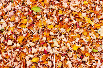 autumn leaves background