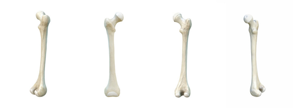 Right human femur bone, black background, 3d rendering