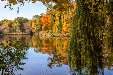 Autumn trees alley with colorful leaves in the park