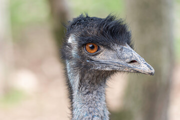 portrait of an black ostrich in the field