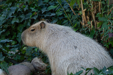 capybara animal in the field, looks relaxed