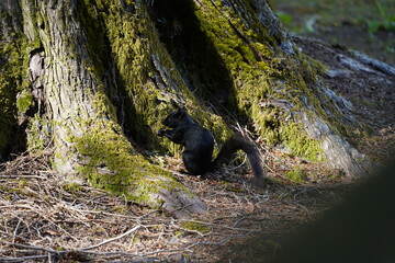 黒リス　栗鼠　野生動物　リス　カナダ  希少動物　齧歯類　小動物
