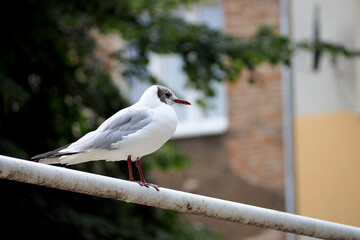 a small white gull sits on the metal part of a football goal and looks straight ahead