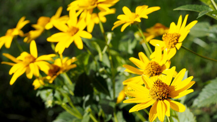 many flowers of yellow Echinacea with green leaves on a Sunny summer day . medicinal herbs used in medicine