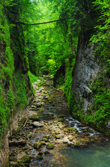 Fototapeta na wymiar A narrow canyon in Galbena Gorges. Carptahia, Romania.