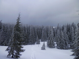 Ice covered trees in the Carpathians