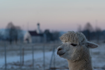 Alpaca in the winter wonderland
