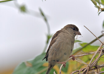 Female sparrow , collects material for the nest
