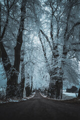 white and frosty winter trees