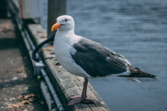 seagull on the beach