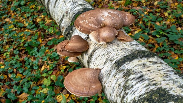 Mushrooms on a fallen birch tree. (Fomitopsis betulina)