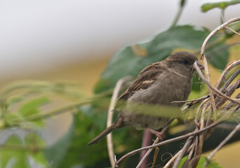 Female sparrow , collects material for the nest