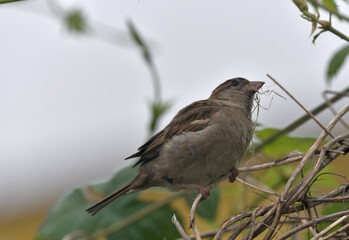 Female sparrow , collects material for the nest