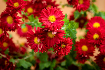 Inflorescences of red chrysanthemums. autumn
