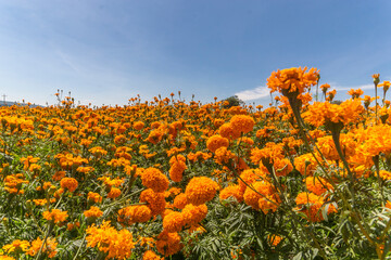 Campo flor de cempasúchil amarillo