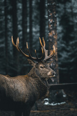 A deer in the forest
