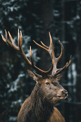 A deer in the forest