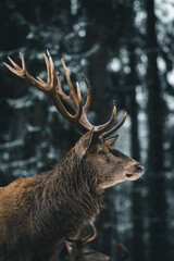 A deer in the forest