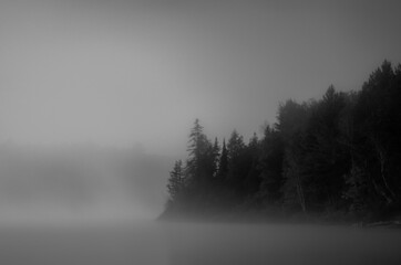 Fototapeta na wymiar Dark Misty Fog Tree Line
