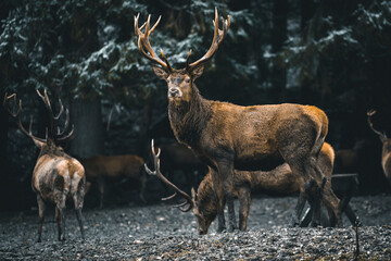 A deer in the forest