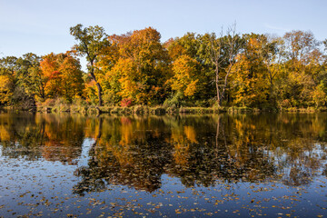 Autumn trees alley with colorful leaves in the park