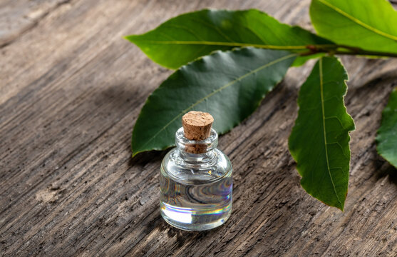 A bottle of bay leaf essential oil with bay leaves