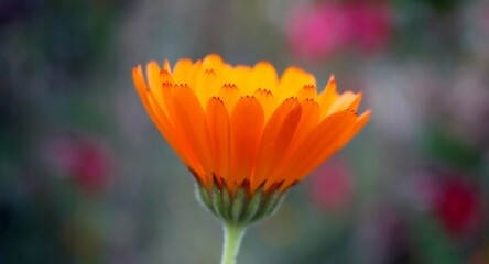 Orange flower