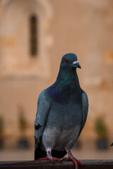 Pombo