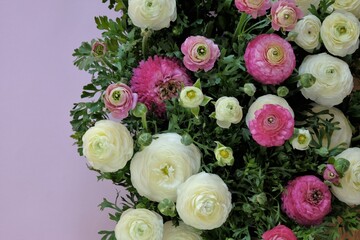 Ranunculus flower.buttercup flowers.White and pink ranunculus flowers  set on pink background. Floral card with delicate spring flowers .Wedding day, mother's day and women's day.