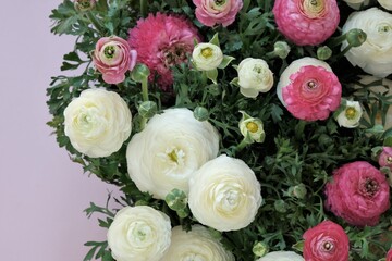 Ranunculus flower.buttercup flowers.White and pink ranunculus flowers  set on pink background. Floral card with delicate spring flowers in pastel colors. mother's day and women's day.