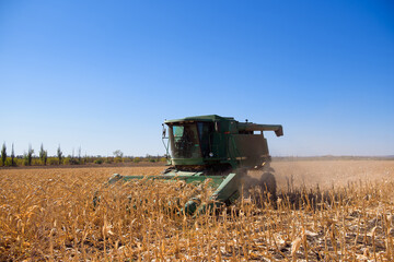 Fototapeta premium Harvesting corn field in autumn.Harvest working on corn field.