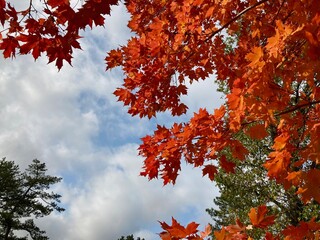 red autumn leaves with cloudy sky