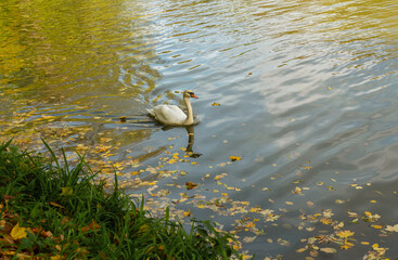 Swan on the lake water in autumn, Sofievka park, Uman, Ukraine